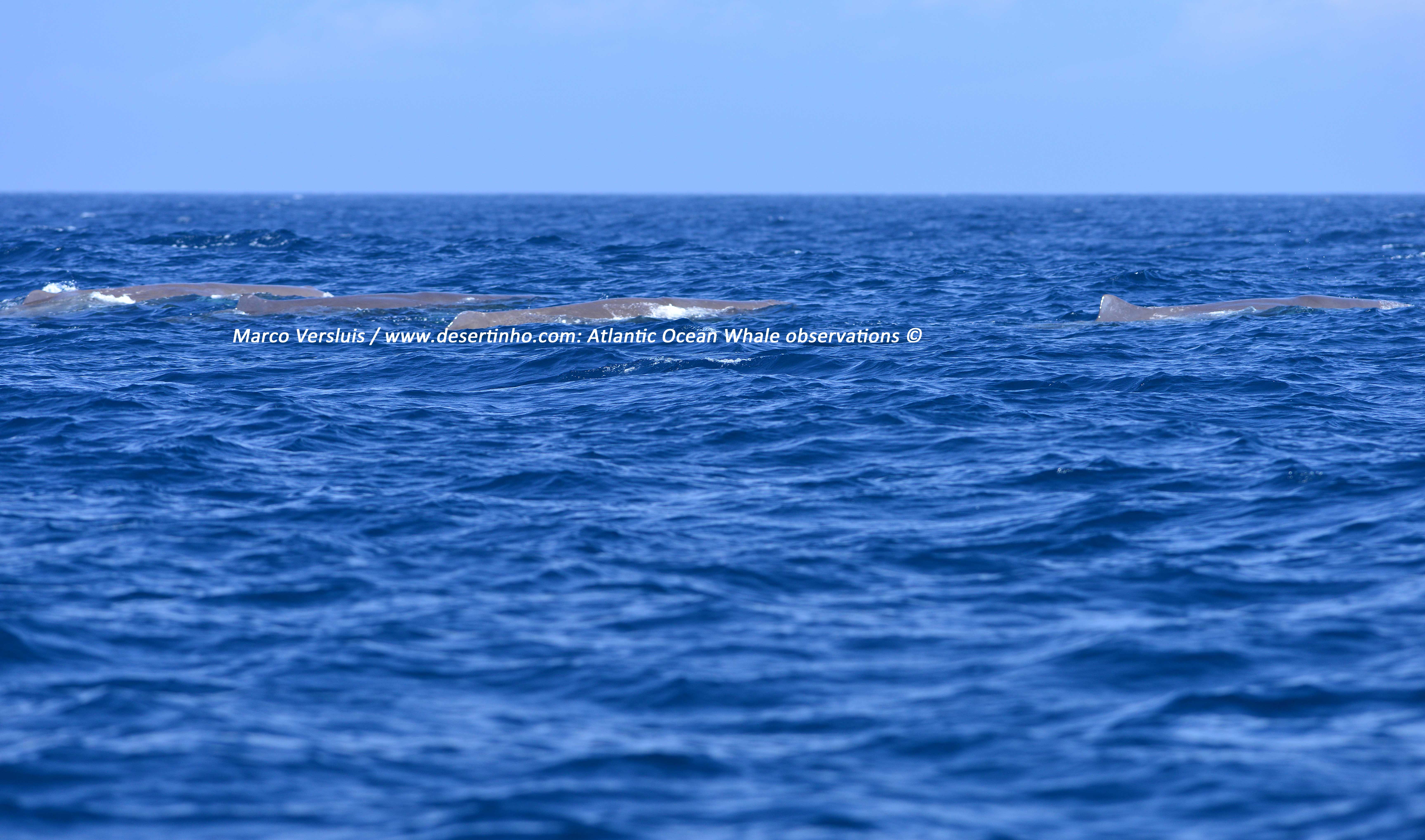 Sperm Whales Can Remember Their Freinds For Years