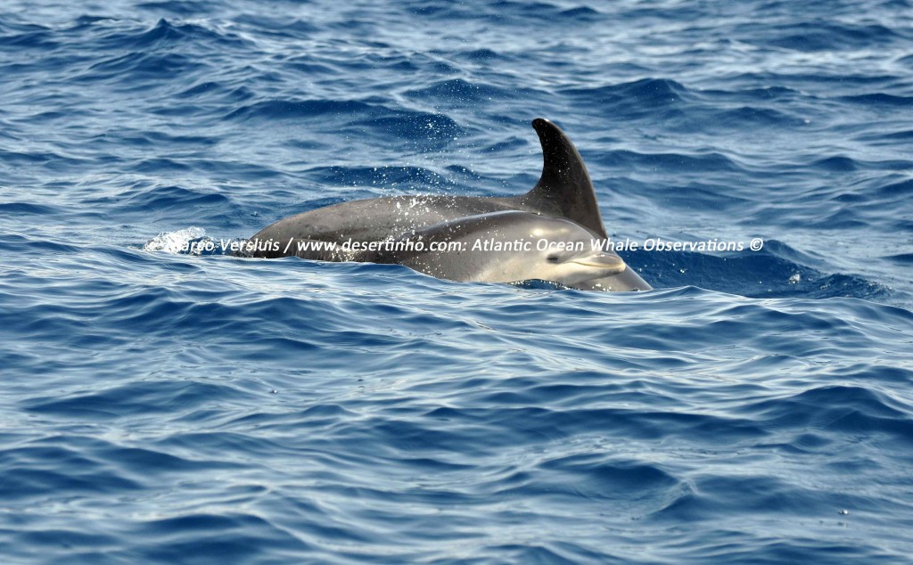 Desertinho Atlantic whale observations: Atlantic bottlenose dolphin