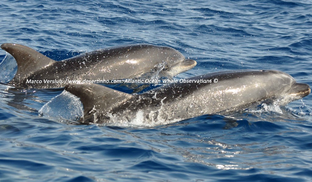 Desertinho Atlantic whale observations: Atlantic bottlenose dolphin