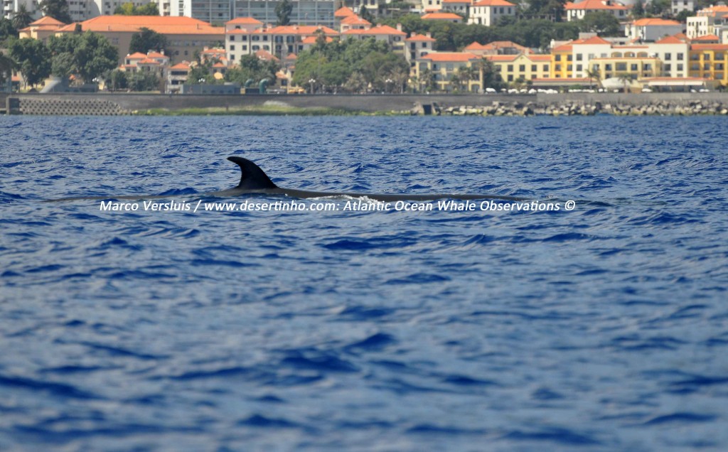 Desertinho Atlantic Whale observations: Bryde's whale