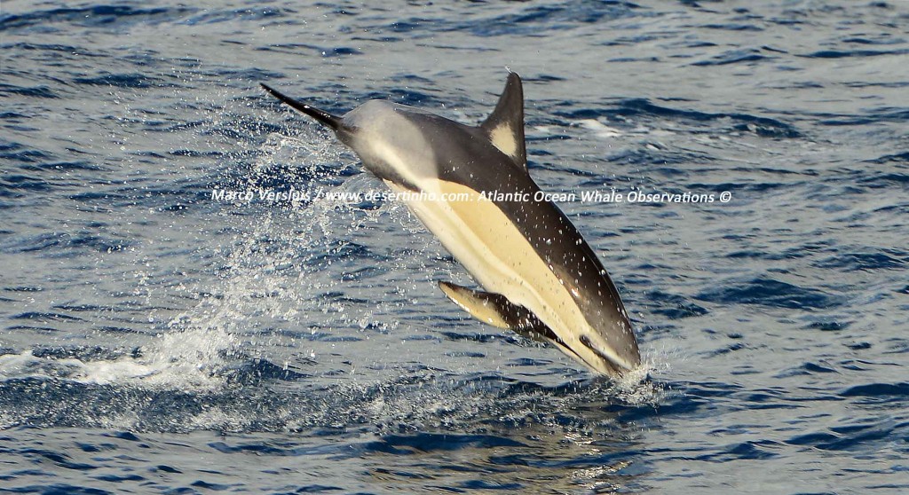 Desertinho Atlantic whale observations: Common dolphin