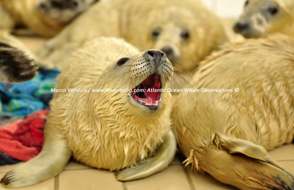 Desertinho Atlantic Whale observations: Gray seal pups