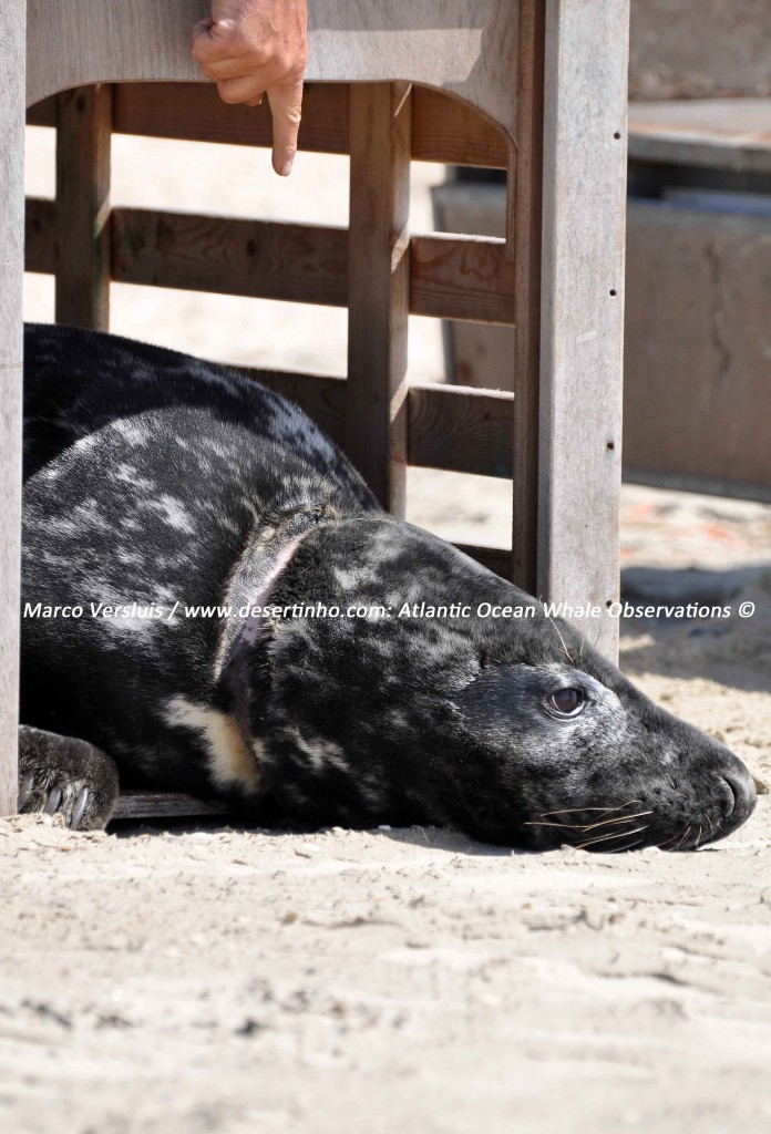 Desertinho Atlantic Whale observations: Gray seal fish net