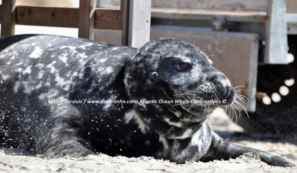 Desertinho Atlantic whale observations: Gray seal