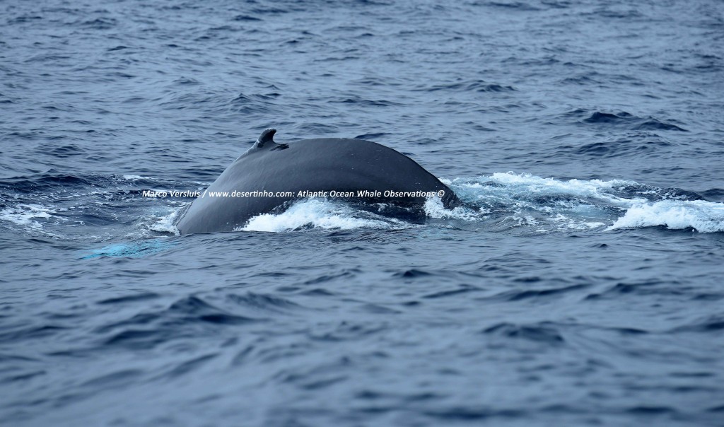 Desertinho Atlantic Whale observations: Humpback whale