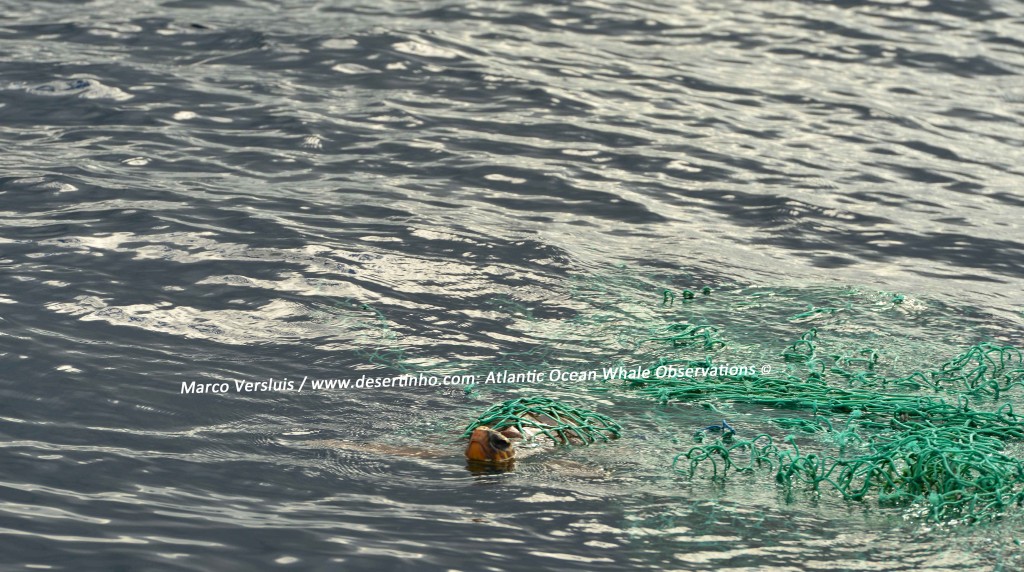 Desertinho Atlantic Whale observations: Loggerhead-Sea-Turtle driftnets cargo net