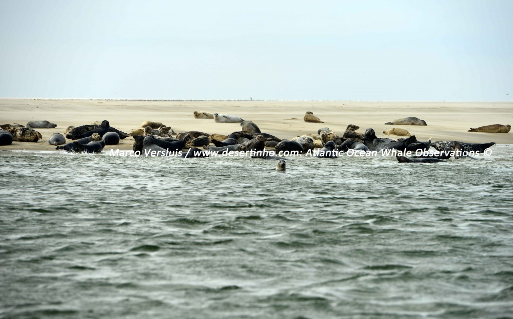 Desertinho Atlantic Whale observations: Seals