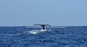 Sperm whale, Potvis 