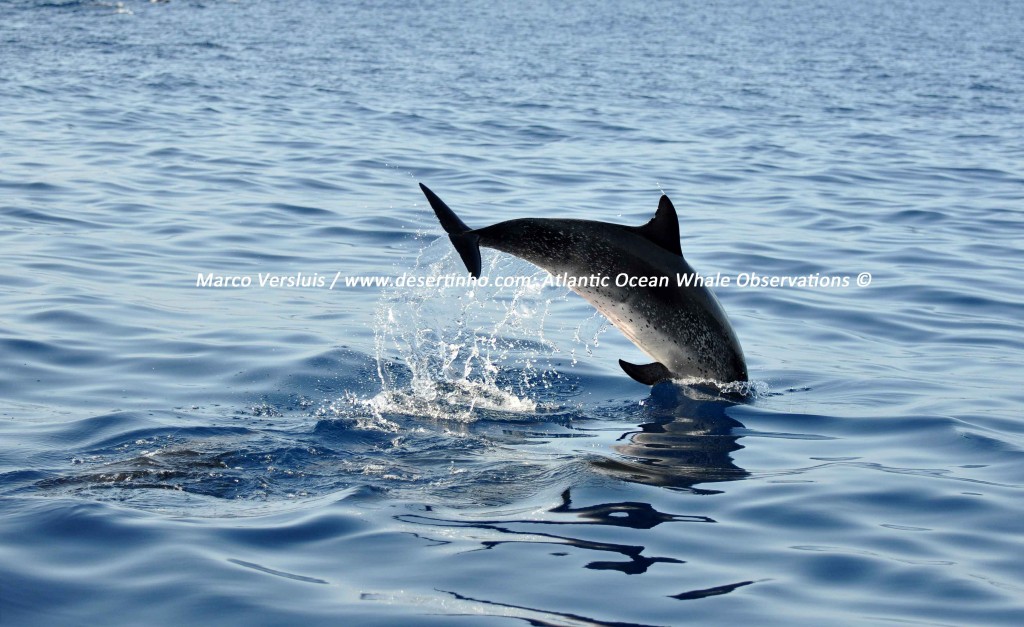 Desertinho Atlantic Whale observations: Atlantic spotted dolphin