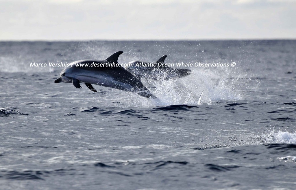 Desertinho Atlantic whale observations: Atlantic striped dolphin