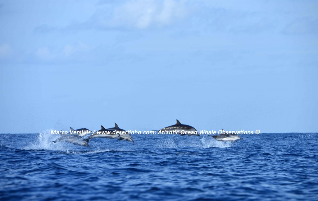Desertinho Atlantic whale observations: Atlantic striped dolphins