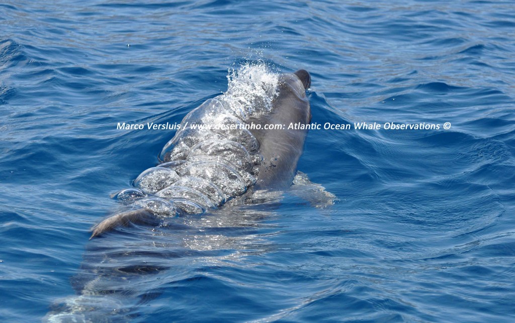 Desertinho Atlantic Whale observations: Atlantic bottlenose dolphin