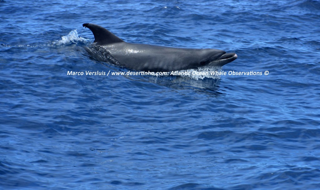 Desertinho Atlantic whale observations: Atlantic bottlenose dolphin Ship strike