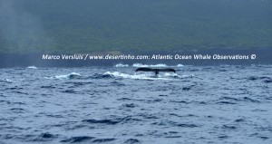Sperm whale, Potvis