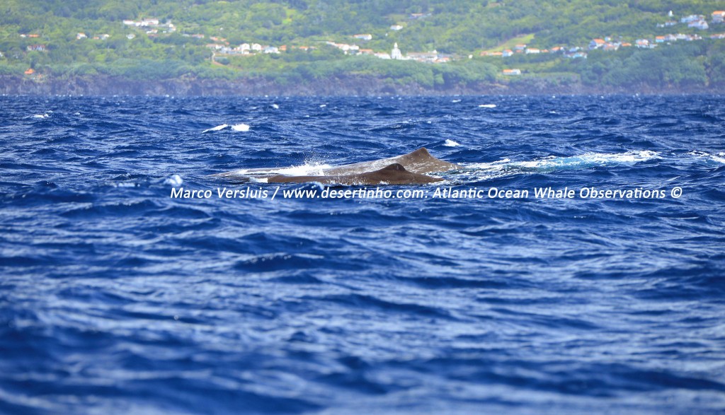 Desertinho Atlantic Whale observations: Sperm whales