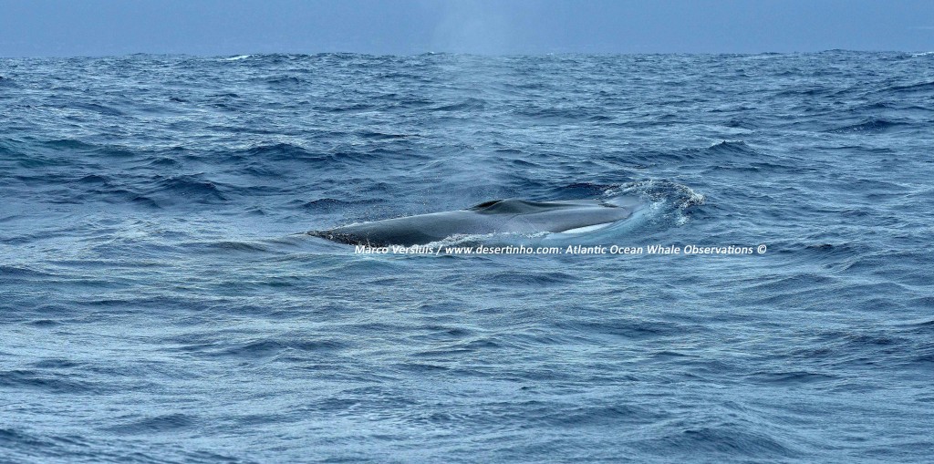 Desertinho Atlantic whale observations: Fin whale