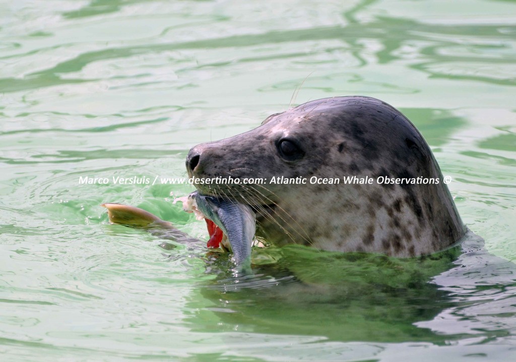 Desertinho Atlantic Whale observations: Gray seal