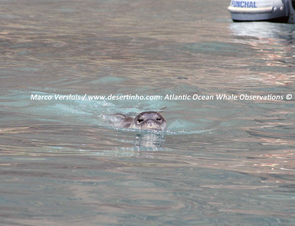 Desertinho Atlantic Whale observations: Mediterranean monk seal