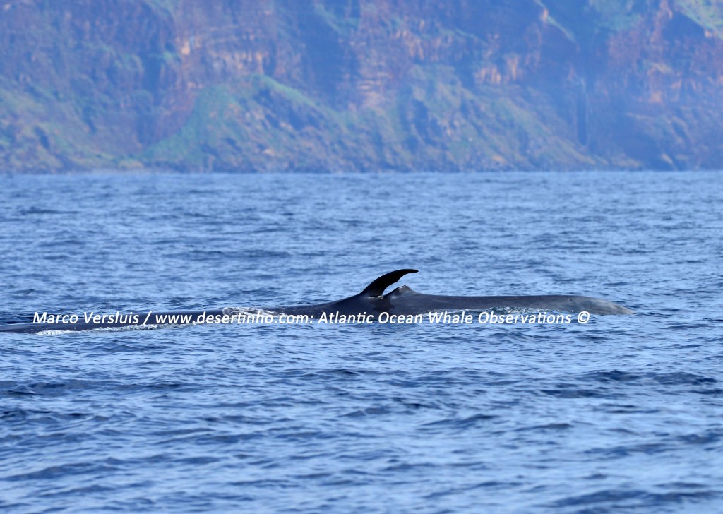 Desertinho Atlantic Whale observations: Bryde's whale Photo-ID