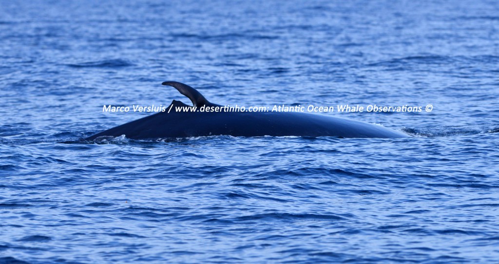 Desertinho Atlantic Whale observations: Bryde's whale ship strike