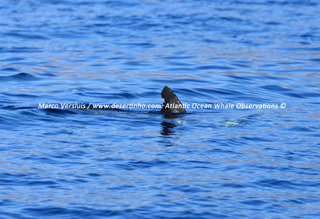 Desertinho Atlantic Whale observations: Common dolphin Photo-ID