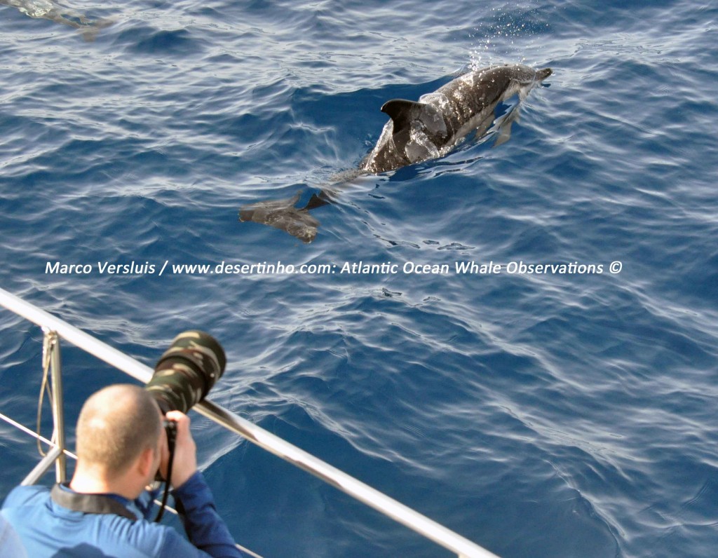 esertinho Atlantic whale observations: Marco Versluis