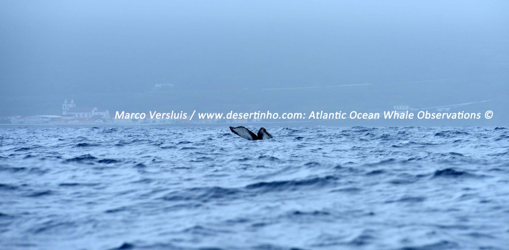 Desertinho Atlantic Whale observations: Humpback whale Photo-ID