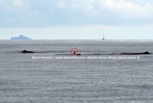 The deformed Atlantic Bottlenose dolphin together with Sperm whale pod.