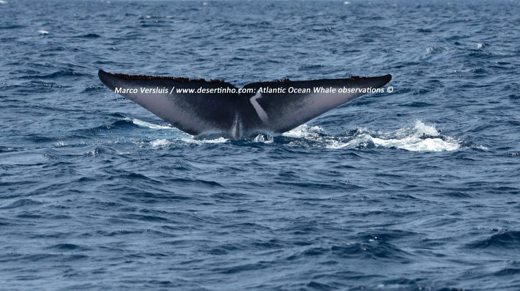 Desertinho Atlantic Whale observations: Blue whale Photo-ID