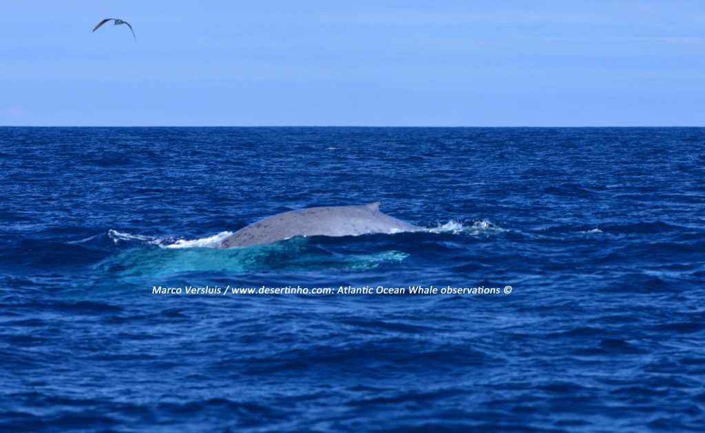 Desertinho Atlantic Whale observations: Blue whale Photo-ID