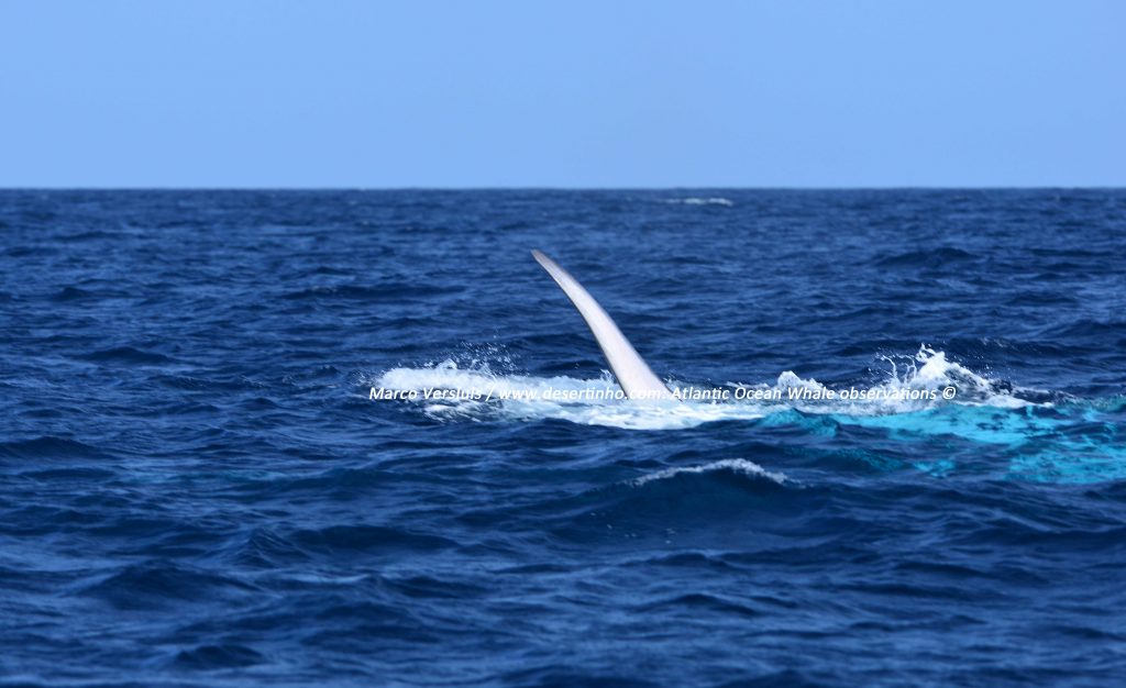 Desertinho Atlantic whale observations: Common Fin whale