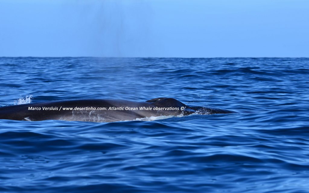 Desertinho Atlantic whale observations: Common Fin whale