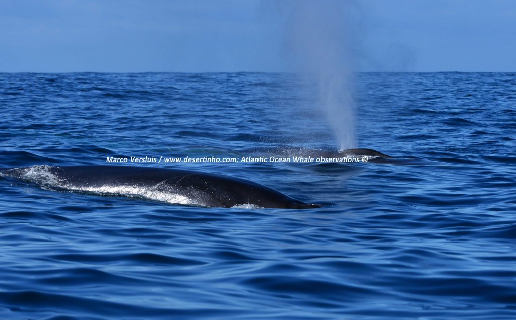 Desertinho Atlantic whale observations: Common Fin whales