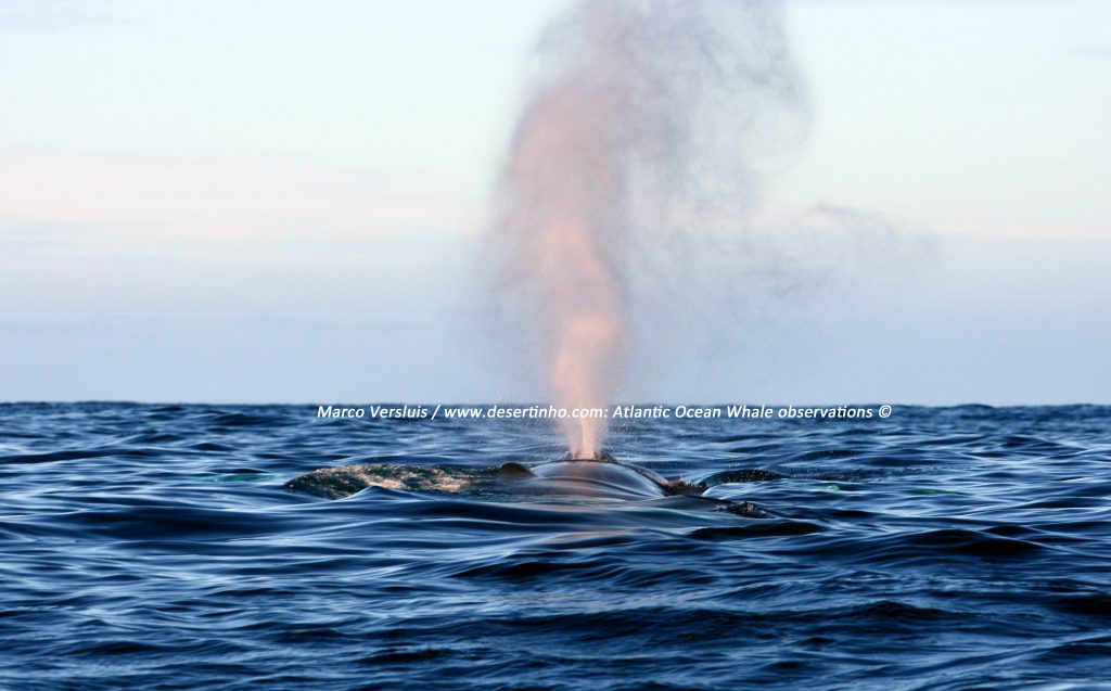 Desertinho Atlantic Whale observations: Common Fin whale