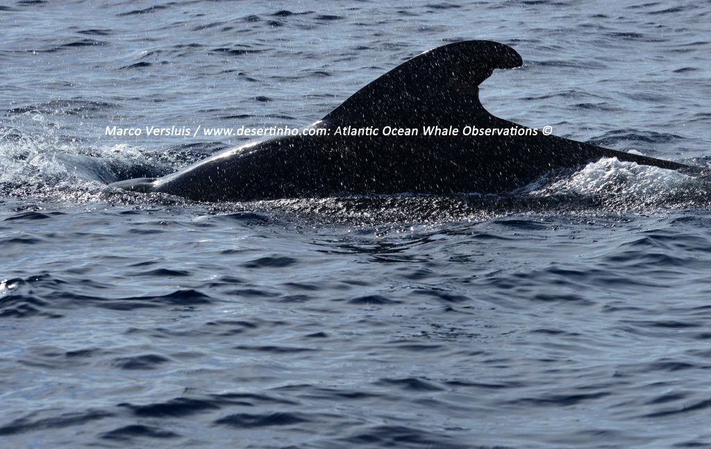 Desertinho Atlantic whale observations: Short finned pilot whale bull