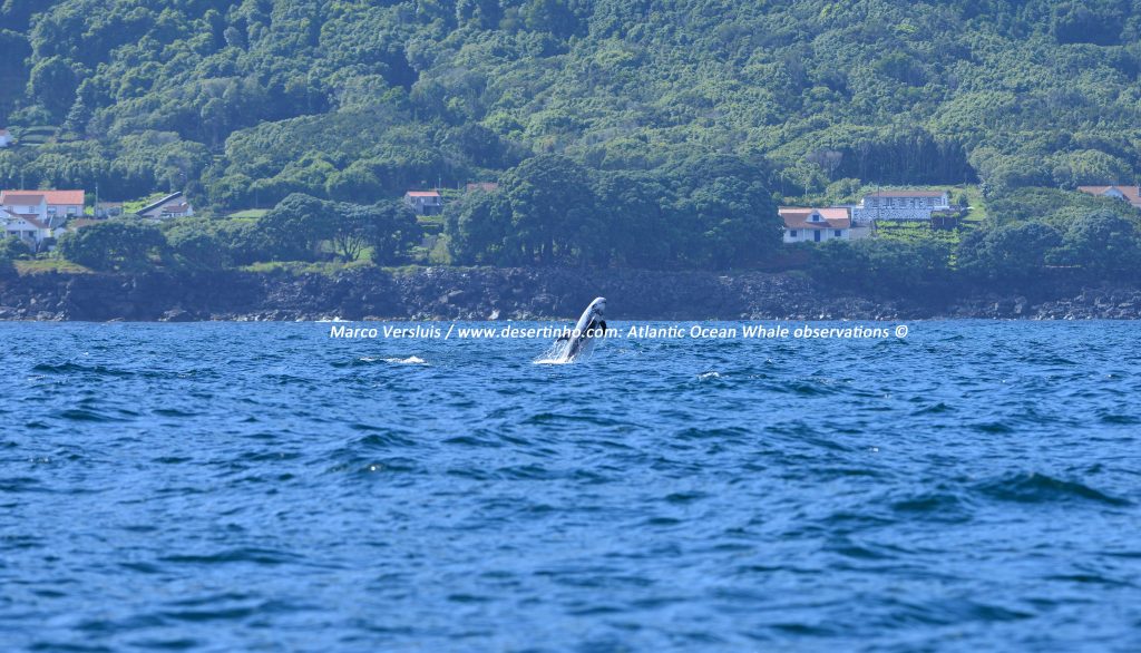 Desertinho Atlantic whale observations: Risso's dolphin