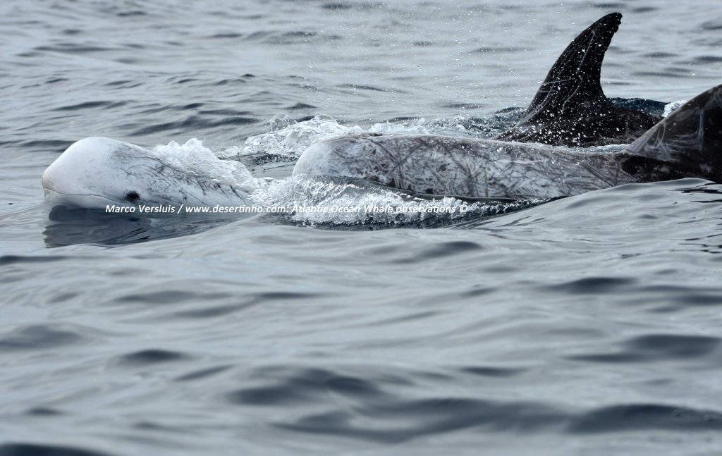 Desertinho Atlantic Whale observations: Risso's Dolphin