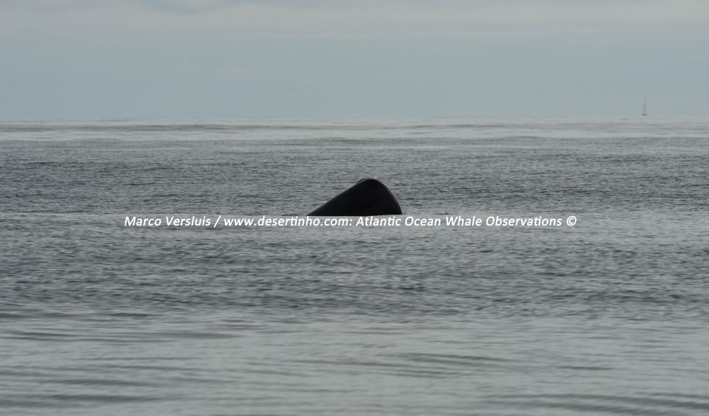 Desertinho Atlantic whale observations: Sperm whales Spy hopping
