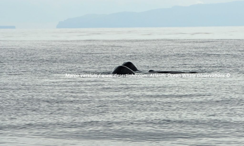 Desertinho Atlantic Whale observations: Sperm whales spyhopping