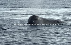 Sperm whale, Potvis