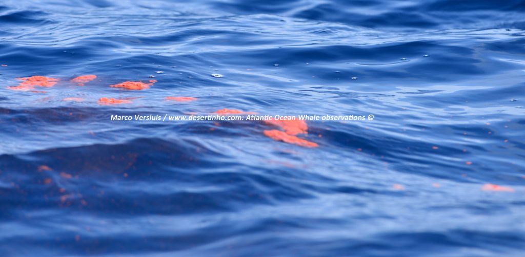 Desertinho Atlantic Whale observations: Blue whale Poo