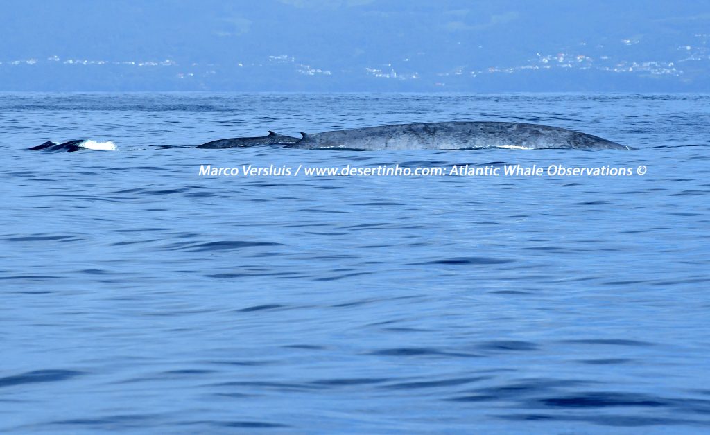 Desertinho Atlantic Whale observations: Blue whales