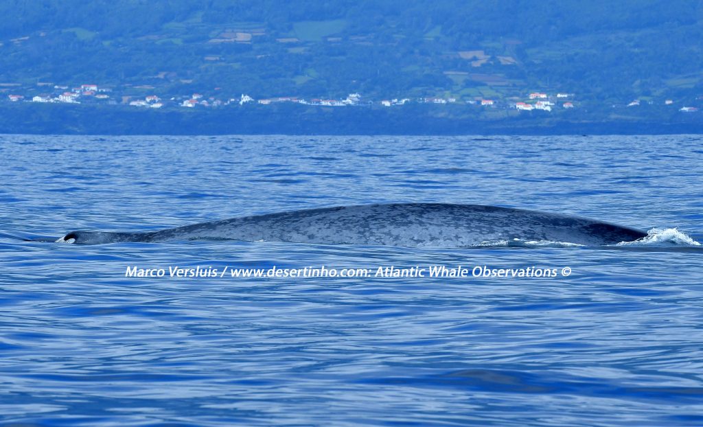 Desertinho Atlantic Whale observations: Blue whale Photo-ID