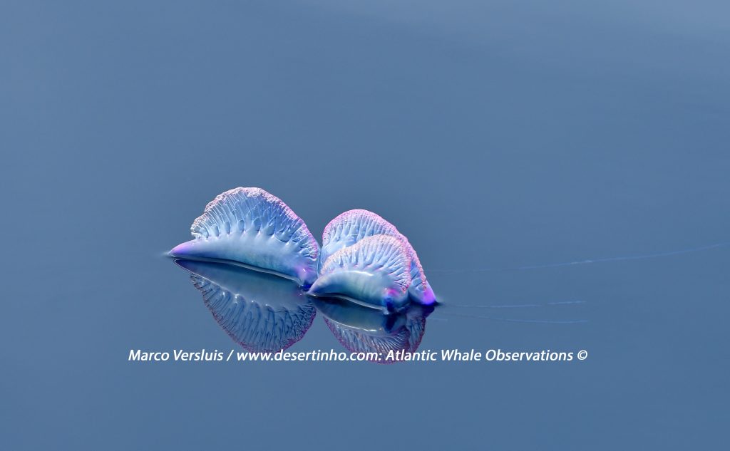 Desertinho Atlantic whale observations: Atlantic Portuguese man o' war