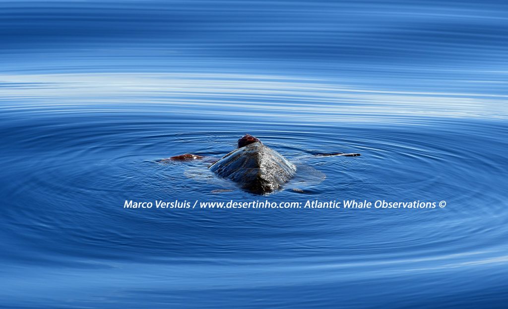 Desertinho Atlantic whale observations: Loggerhead sea turtle