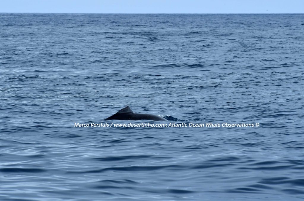 Desertinho Atlantic Whale observations: Atlantic Bottlenose dolphin Photo-ID