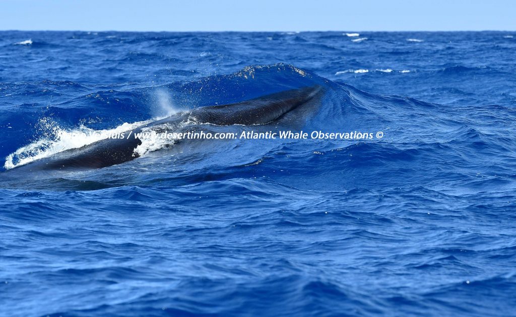 Desertinho Atlantic whale observations: Sei whale