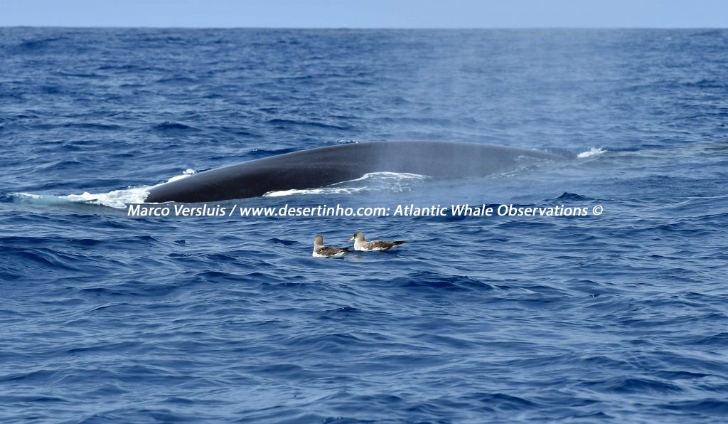 Desertinho Atlantic whale observations: Atlantic Cory's shearwater