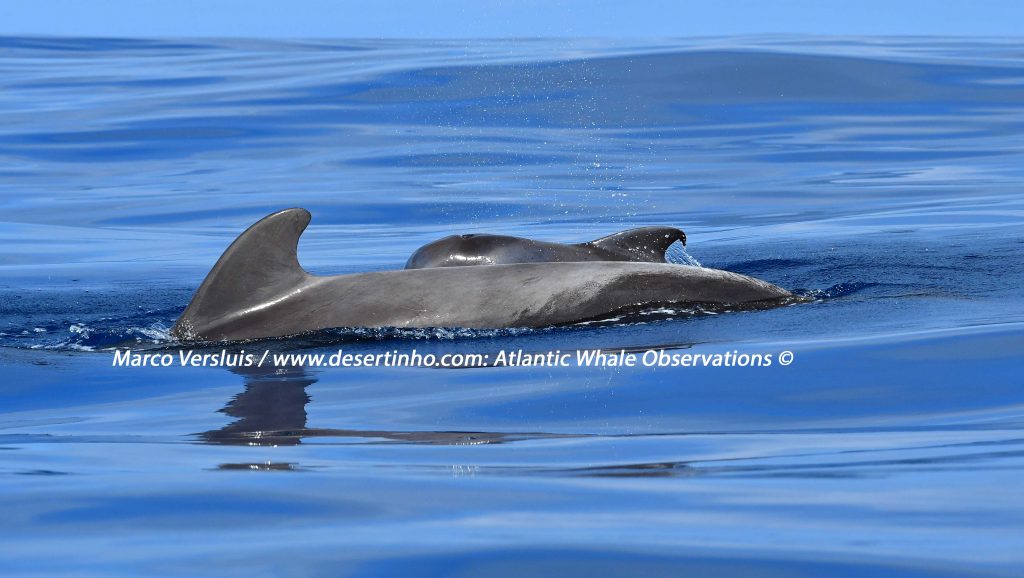 Desertinho Atlantic whale observations: Short finned pilot whales