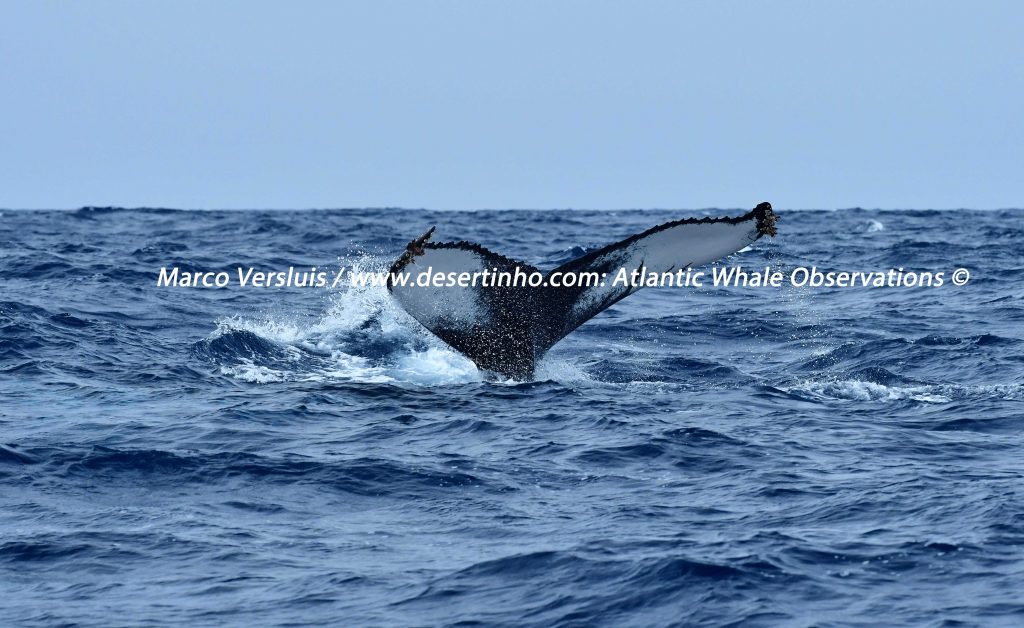 Desertinho Atlantic Whale observations: Humpback whale